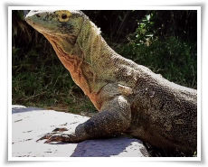 komodo-island-tours-and-travel-honeymoon-package-thumb_1