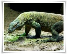 komodo-island-tours-and-travel-tour-package-thumb_4