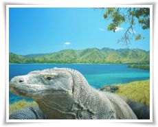 komodo-island-tours-and-travel-tour-package-thumb_5